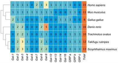 Genome-wide characterization, phylogenetic and expression analysis of Galectin gene family in Golden pompano Trachinotus ovatus